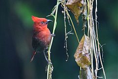 Crested Ant-Tanager